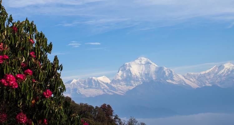 Beautiful mountain vista with blooming flowers.