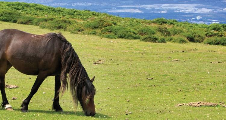 Een paard dat graast in een groene weide met heuvels in de verte.