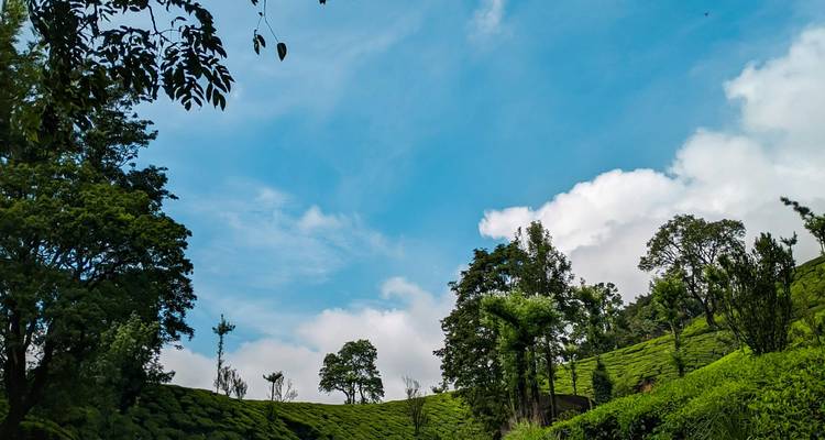 Exuberantes colinas de plantación de té verde bajo un cielo azul despejado.
