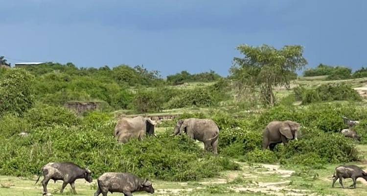 Elefanten grasen mit Büffeln.