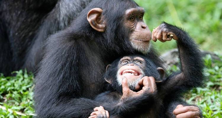 25 DAYS – EXPLORE EAST AFRICA WILDLIFE SAFARI AND GORILLAR/ CHIMPANZEE TREKKING (Rwanda, Uganda, Tanzania and Kenya) - Backpackers Safaris