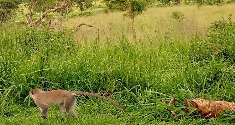Monkey in a grassy landscape.