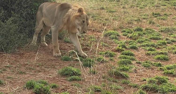 Lion walking through grassy landscape.