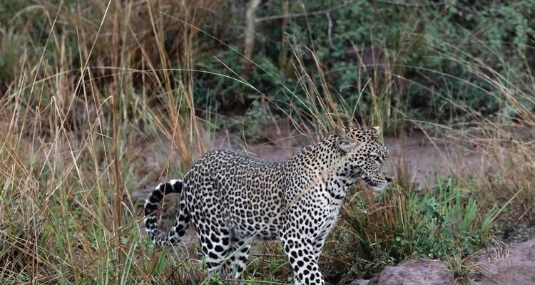 Leopard walking through tall grass.