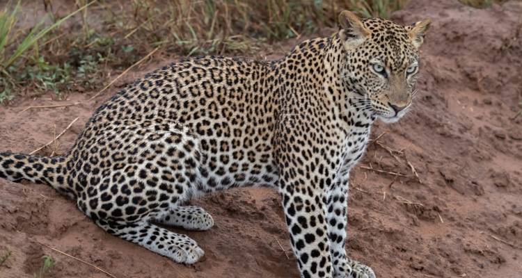 Leopard, der auf einem Erdfleck sitzt.