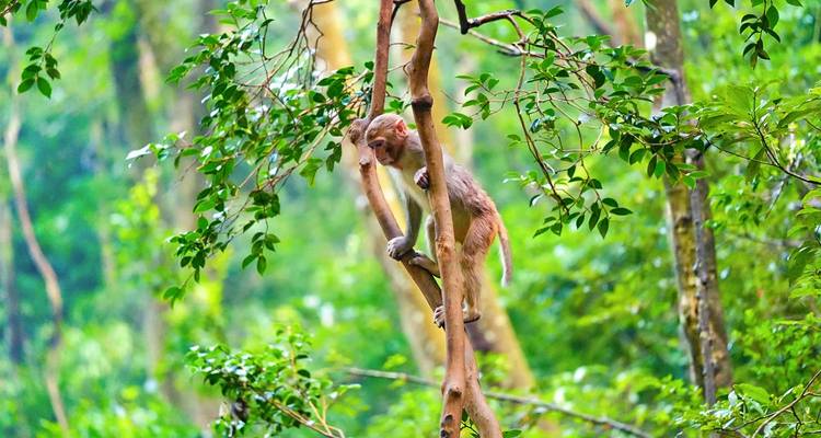 Un mono salvaje posado en una delgada rama de árbol rodeado de exuberante follaje verde del bosque.