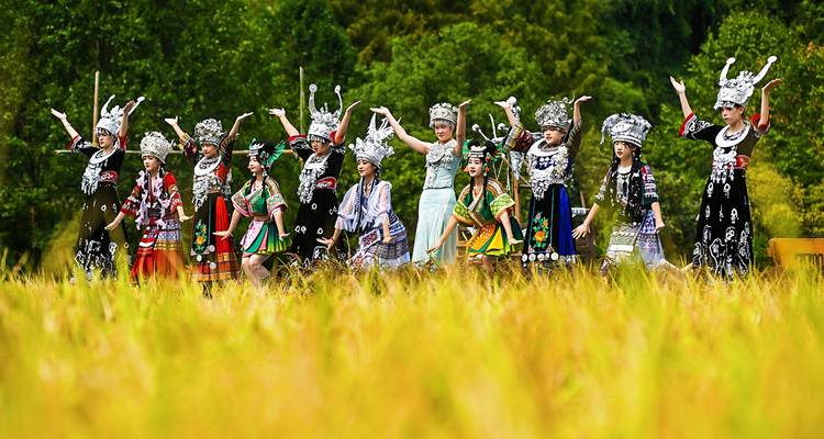 Mujeres de la minoría Miao tradicionales con elaborados tocados de plata realizan un baile en un arrozal dorado.