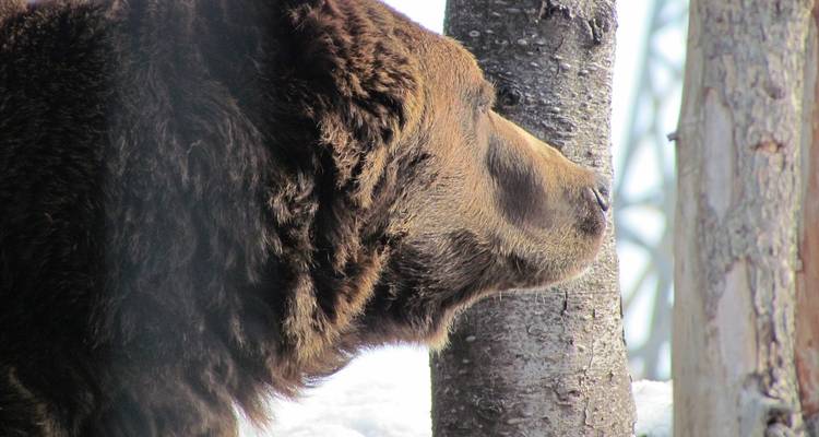 Profil latéral d'un ours brun à côté d'un arbre dans un cadre de forêt enneigée.