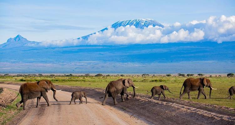 Manada de elefantes cruzando un camino de tierra con el Monte Kilimanjaro de fondo.