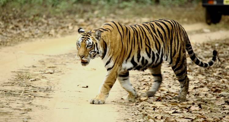 Tiger walking on a dirt path in a forest area.