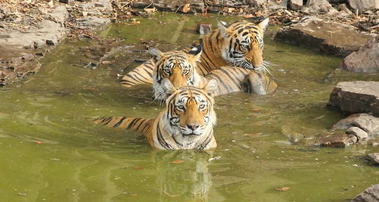 Three tigers in a water source surrounded by rocks.