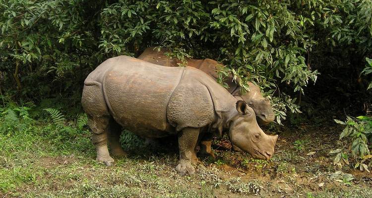 Zwei Nashörner weiden im Chitwan-Nationalpark.