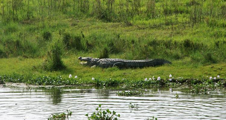 Krokodil ruht am Fluss in üppigem Grün.