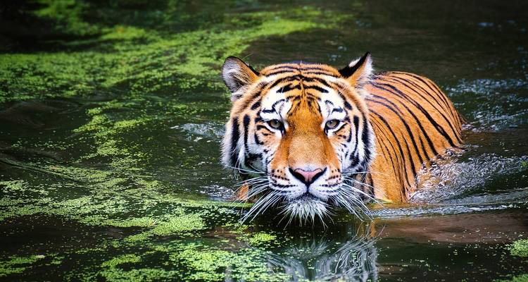 Tiger schwimmt im Wasser, umgeben von üppigem Grün.