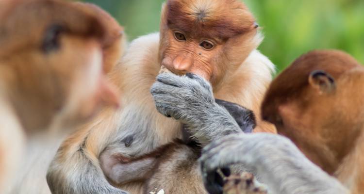 Singes nasiques blottis ensemble avec l'un regardant directement vers l'appareil photo.