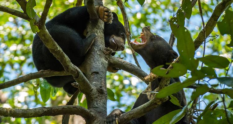Deux ours interagissant de manière ludique dans les arbres.