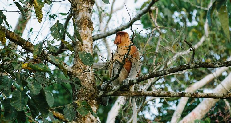 Singe nasique se reposant sur une branche d'arbre dans une forêt.