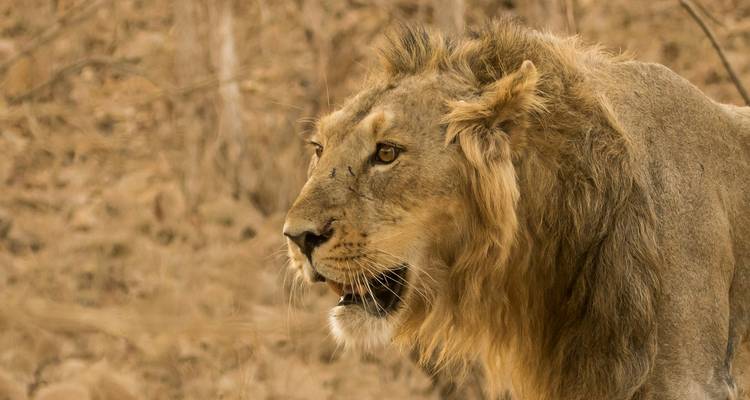 Nahaufnahme eines Löwengesichts.