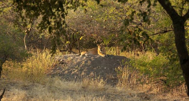 Löwe ruht auf einem Hügel in einem Wald.
