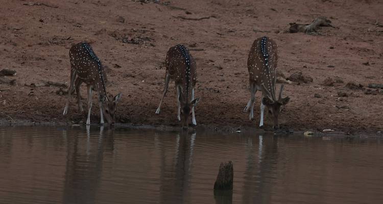 Tres venados manchados beben de un abrevadero tranquilo en la profundidad del bosque con poca luz.