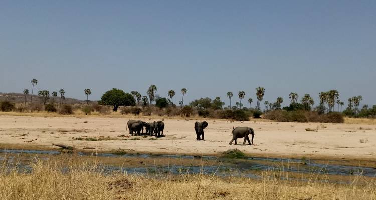 Elefanten in der Nähe einer Wasserquelle in einer trockenen Landschaft.