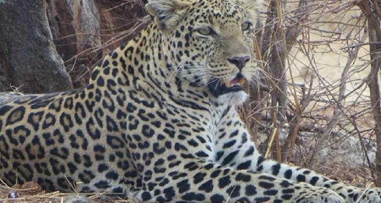 Leopard, der zwischen trockenem Gras und Felsen ruht.