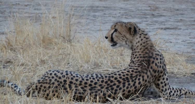 Gepard ruht in trockenem Gelände.