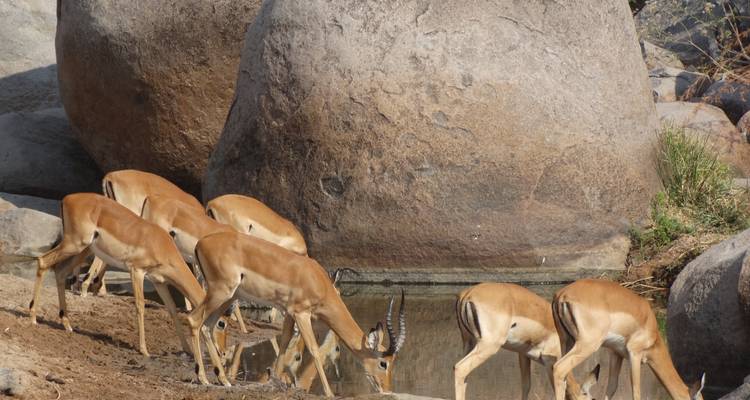 Antilopen trinken Wasser bei großen Felsen.