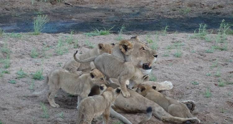 Löwen und Jungtiere ruhen auf einem sandigen Bereich.