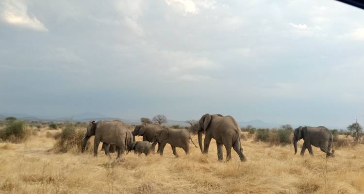 Herde von Elefanten, die in der Savanne wandeln.