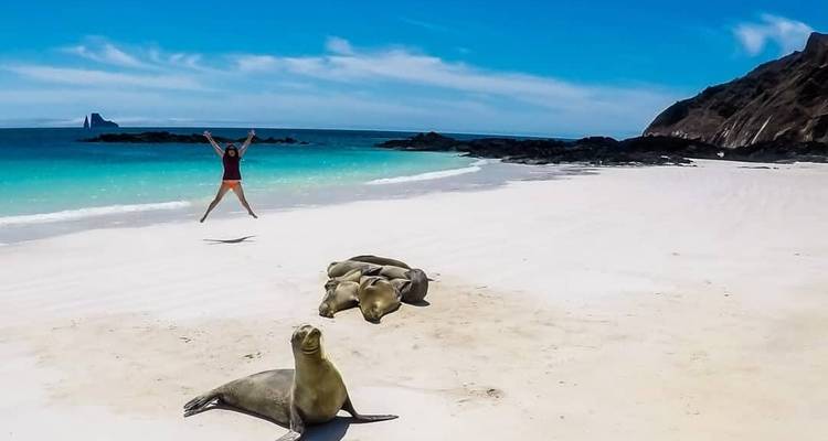 Person, die an einem Strand mit Seelöwen springt.