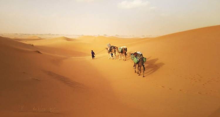 Kamelkarawane mit einem Führer, die Wüstendünen durchquert.