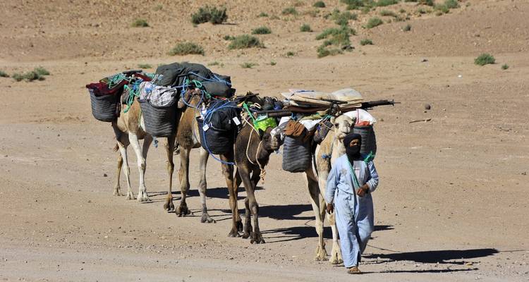 Kamele und ein Führer, die neben einem Wüstenpfad entlanggehen.