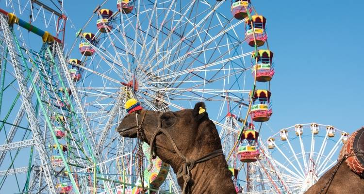 Een kameel met reuzenraden op de achtergrond in een kermisomgeving.