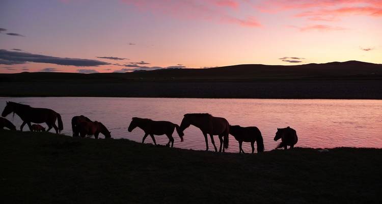 Silhouette de chevaux au bord d'une rivière au coucher du soleil.