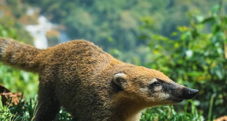 A coati standing alert in a lush green setting.