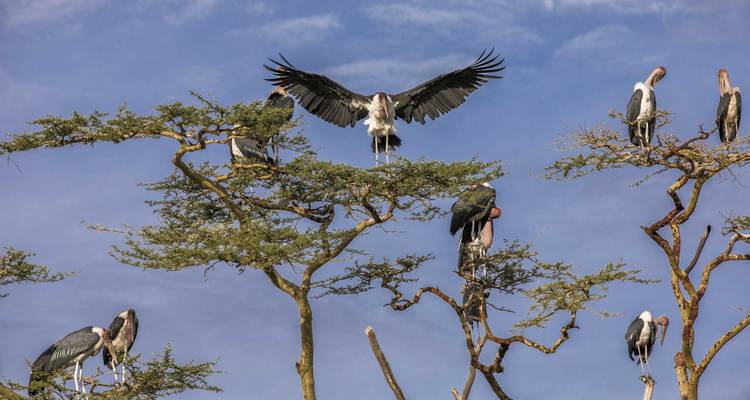 Des oiseaux perchés sur des arbres sous un ciel clair.