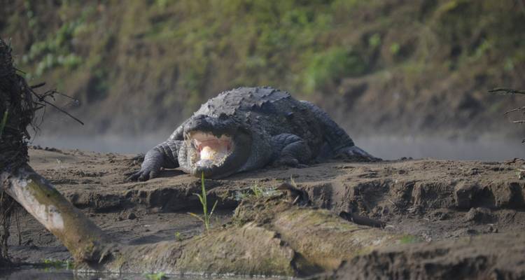 Krokodil ruht am Wasser in einem natürlichen Lebensraum.