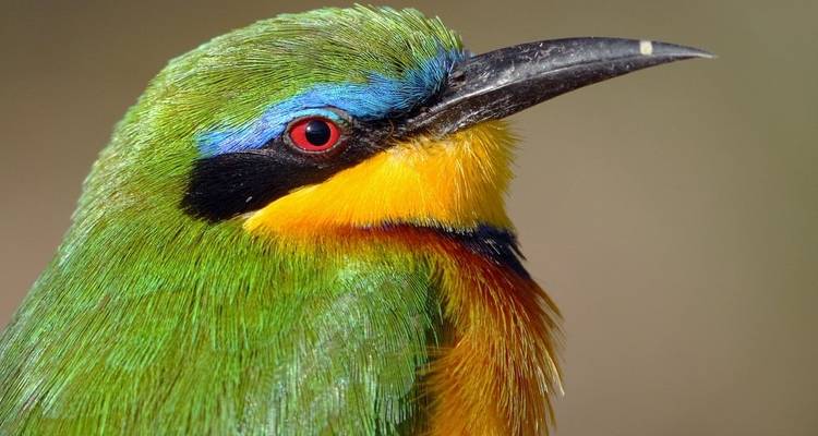 Birding in Ethiopia: 10 Days / 9 Nights - Black Kite Tour