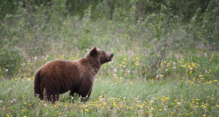 Bruine grizzlybeer die staat in een wildflower weiland omringd door groene struiken en bomen
