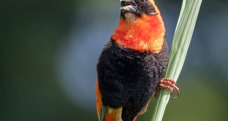 Colorful bird perched on a branch.