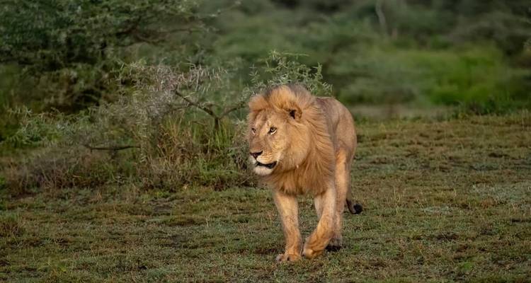 León macho caminando por una zona de hierba.