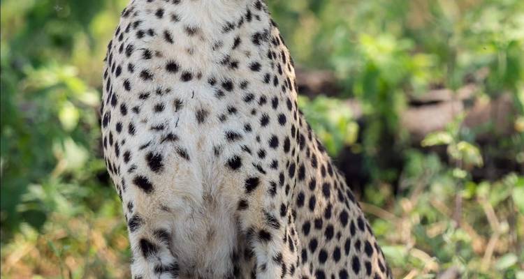 Cheetah sitting in the grass with a natural background.