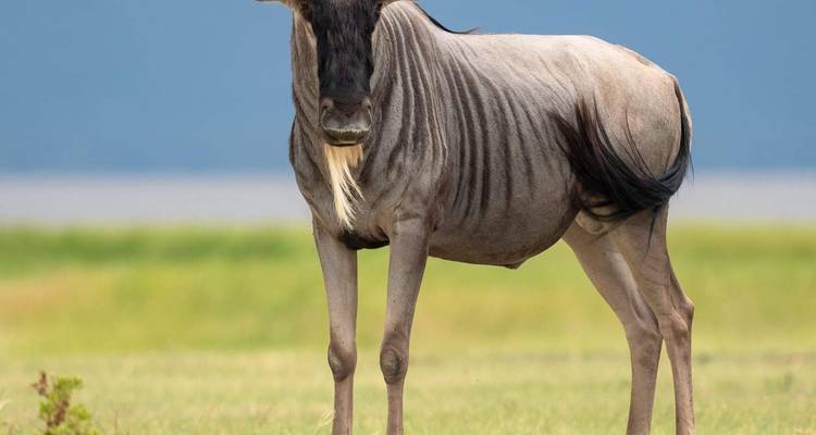 Wildebeest standing on grassy plains.