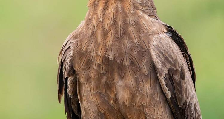 Close-up of a bird with brown feathers.