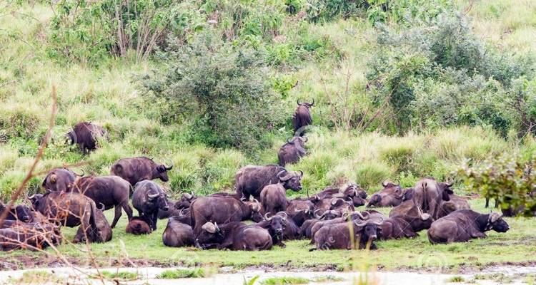 Herd of buffalo resting near a water source.