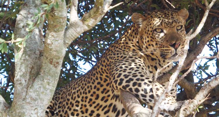Leopardo descansando en un árbol en un paisaje de safari.