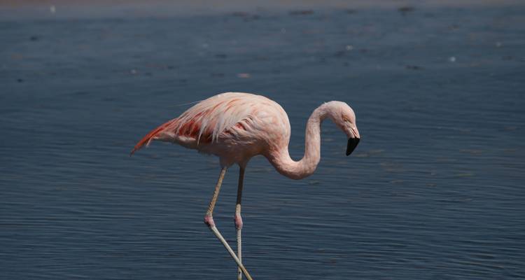 Un flamant rose seul debout dans un plan d'eau.