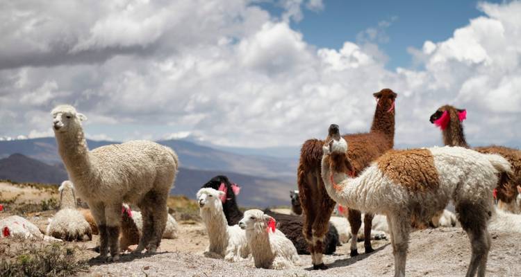 Des alpagas et des lamas rassemblés dans une région montagneuse.