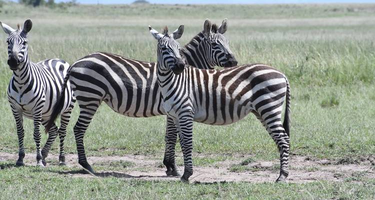 Zebra's staan in een grasrijke savanne.